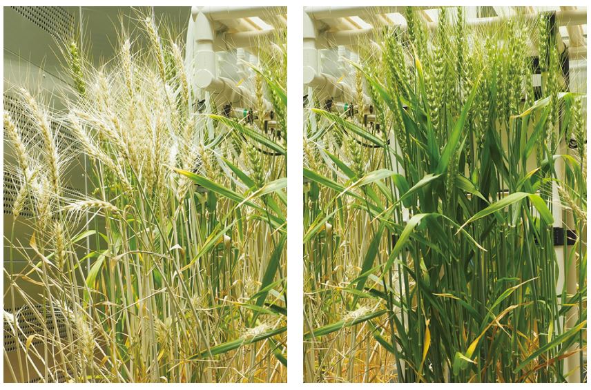 培育节水耐旱小麦，变干旱地区为世界粮仓