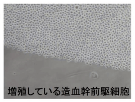 日本iPS细胞研究报告(卅一) 东大篇:“浆糊”培养干细胞成功