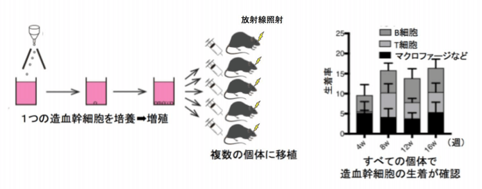 日本iPS细胞研究报告(卅一) 东大篇：“浆糊”培养干细胞成功