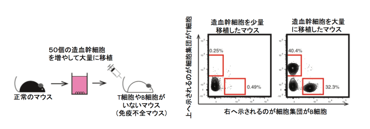 日本iPS细胞研究报告(卅一) 东大篇:“浆糊”培养干细胞成功