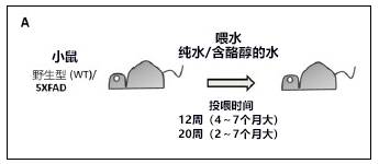 日本发现植物源阿尔茨海默病治疗药候选物质，以致病因子Aβ低聚体为靶向