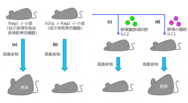 日本理研发现天然淋巴细胞会诱导肥胖，有望成为治疗肥胖症的新靶点