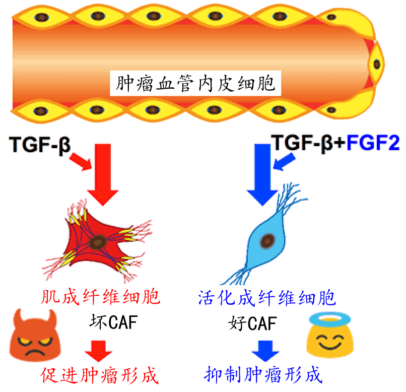 日本查明FGF2能抑制血管内皮细胞形成肿瘤相关成纤维细胞