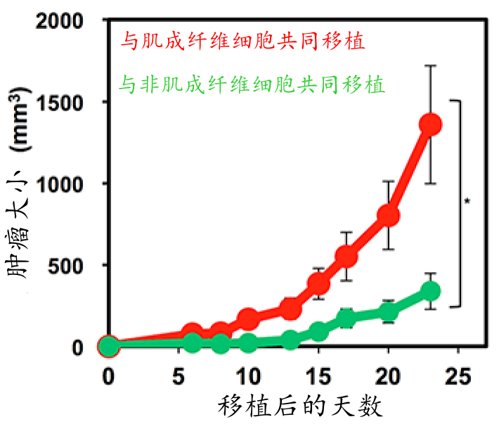 日本查明FGF2能抑制血管内皮细胞形成肿瘤相关成纤维细胞