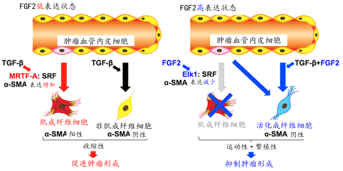 日本查明FGF2能抑制血管内皮细胞形成肿瘤相关成纤维细胞
