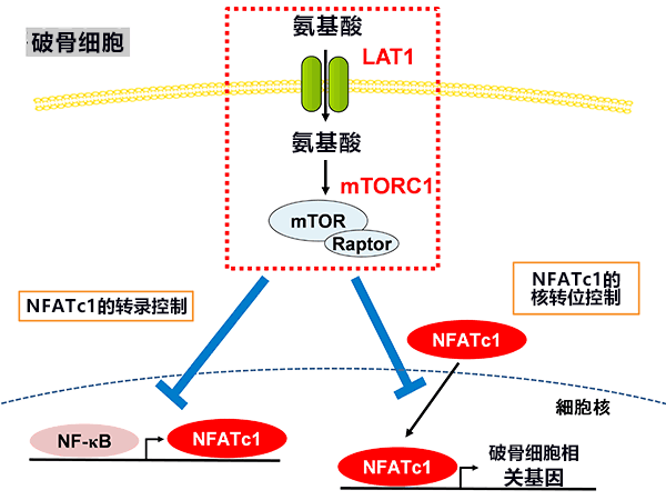 氨基酸对保持骨骼健康至关重要