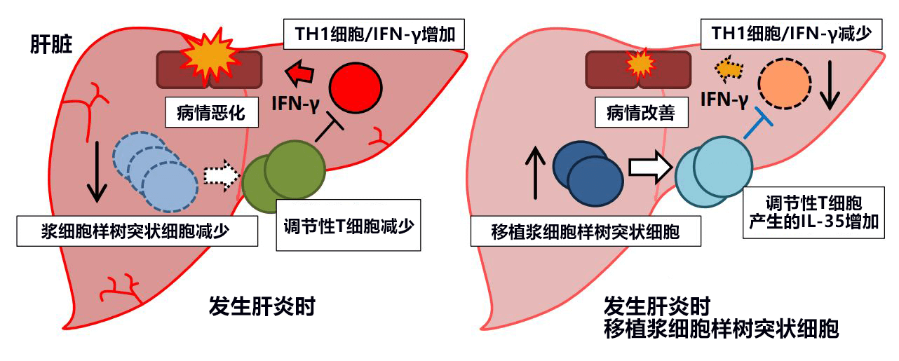 日本发现控制急性肝衰竭的新型免疫细胞,有望开发新治疗方法