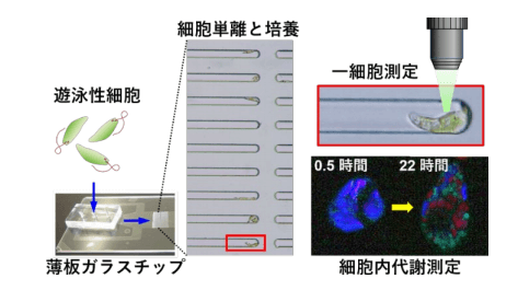 可泳动细胞分离、培养和实时观察的新型微流体芯片