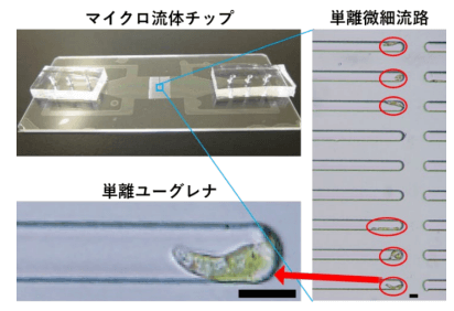 可泳动细胞分离、培养和实时观察的新型微流体芯片