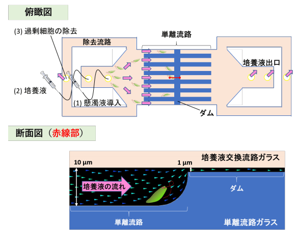 可泳动细胞分离、培养和实时观察的新型微流体芯片