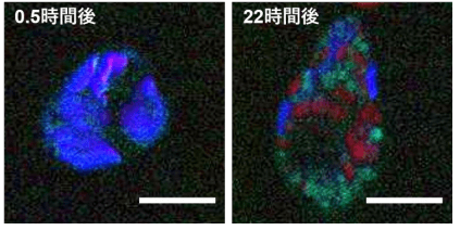 可泳动细胞分离、培养和实时观察的新型微流体芯片