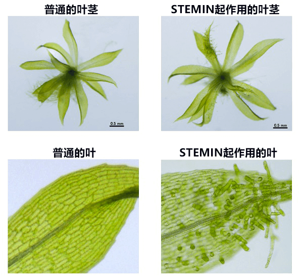 能将普通细胞直接转变为干细胞的STEMIN基因