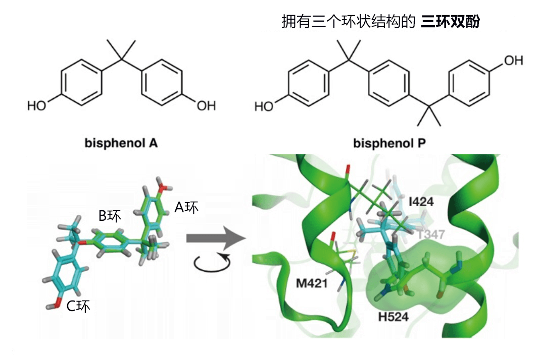 三环双酚可抑制雌激素转录活性，有望开发新的乳腺癌治疗药物