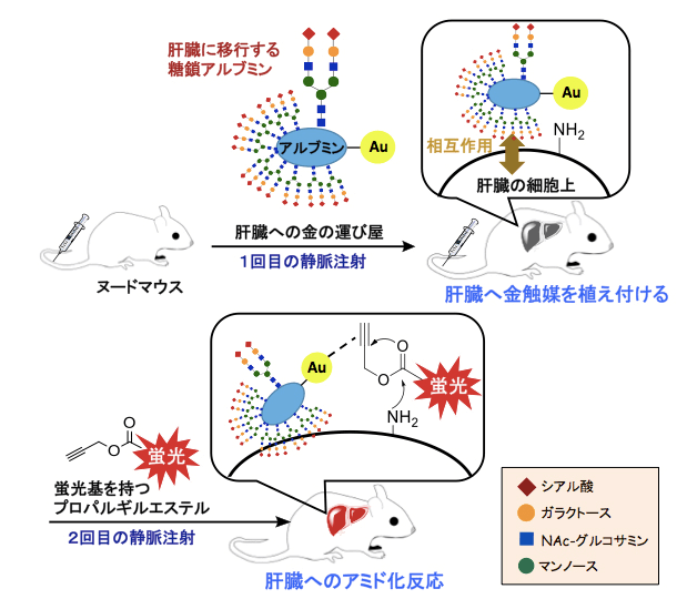 划时代的癌症“体内合成化学疗法”即将到来