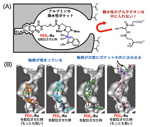 划时代的癌症“体内合成化学疗法”即将到来