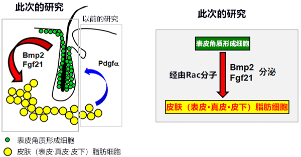 神户大学新发现，有望通过皮肤治疗肥胖症