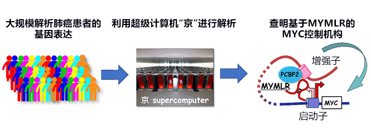 利用超算发现与肺癌繁殖有关的新RNA,有望开发出新的靶向药