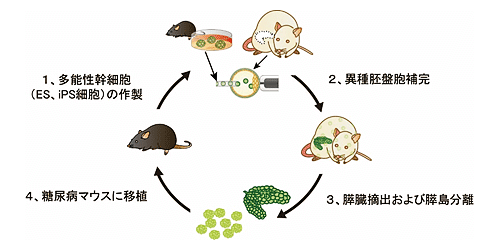 祸兮?福兮?日本政府批准研发 人兽嵌合体
