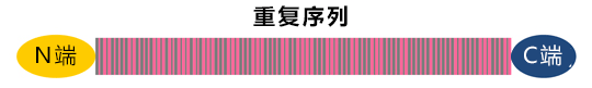 日本查明离子在蜘蛛纺丝过程中的效果，有助于制造坚韧的人工蛛丝