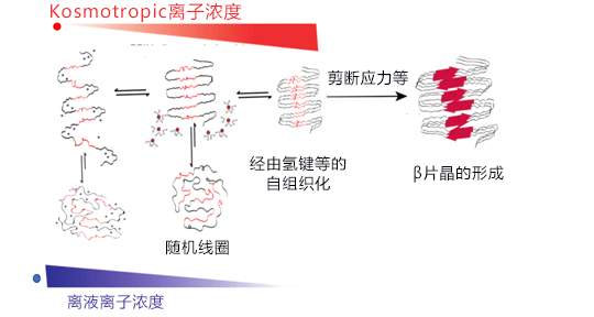 日本查明离子在蜘蛛纺丝过程中的效果，有助于制造坚韧的人工蛛丝