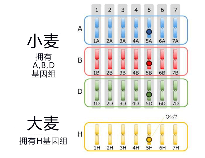 小麦淋雨也不易发芽，冈山大学通过基因编辑改良成功