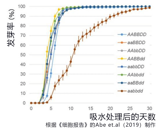 小麦淋雨也不易发芽，冈山大学通过基因编辑改良成功