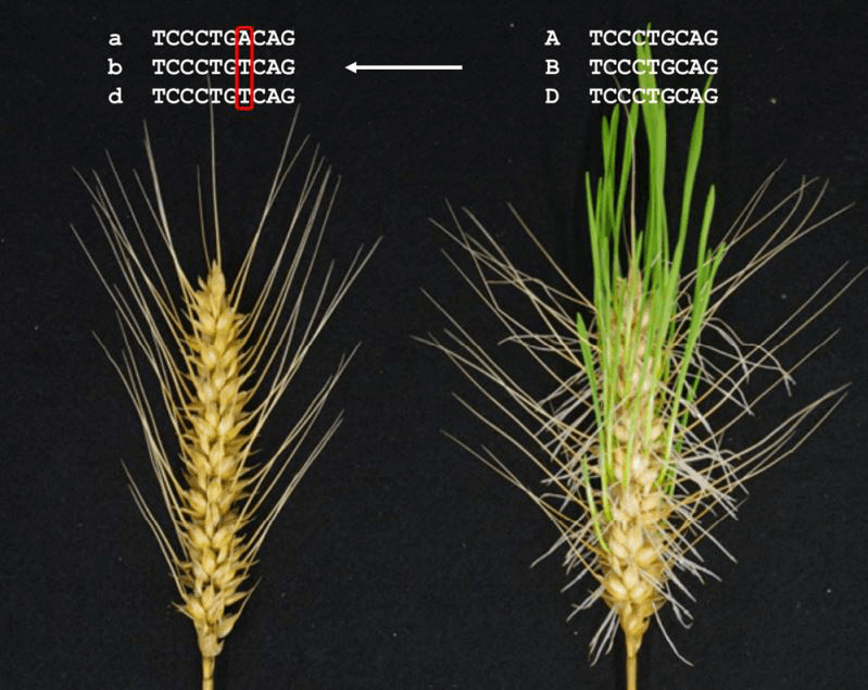 小麦淋雨也不易发芽，冈山大学通过基因编辑改良成功