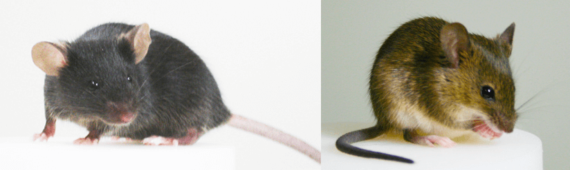 日本查明小鼠毛色变黑机理，江户时代宠物鼠基因传承至今