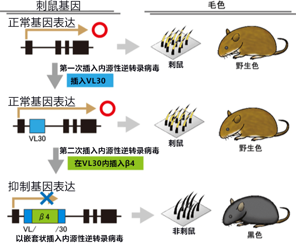 日本查明小鼠毛色变黑机理，江户时代宠物鼠基因传承至今