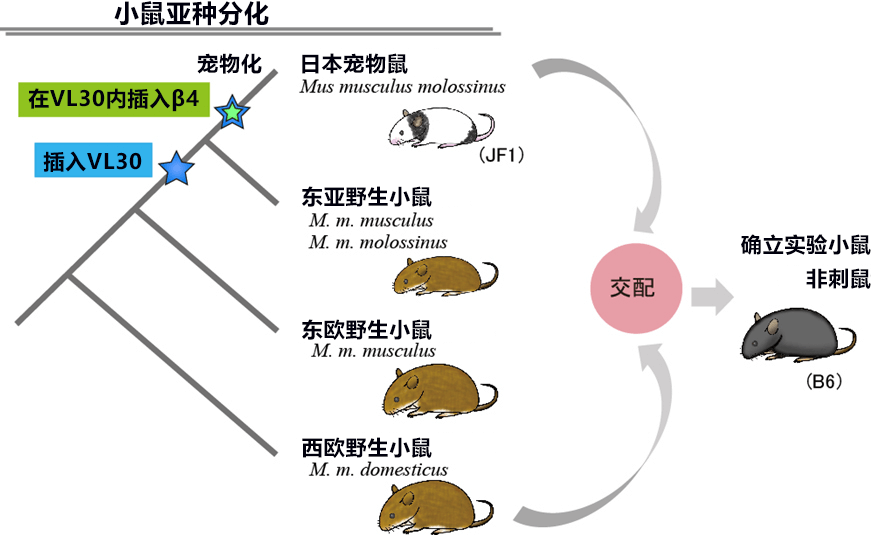 日本查明小鼠毛色变黑机理，江户时代宠物鼠基因传承至今