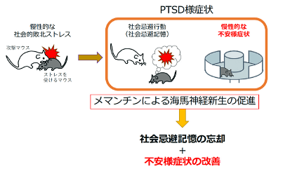 图1 美金刚（MEM）用于PTSD小鼠模型并成功减轻症状