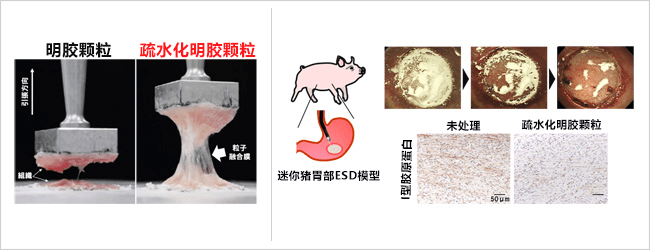 鹿儿岛大学等开发颗粒状伤口敷料,可抑制癌症术后炎症