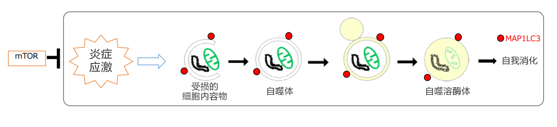 日本发现自噬功能降低会促进尿路结石形成