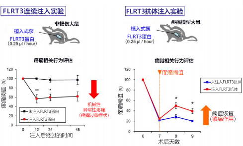 大阪大学确定FLRT3蛋白质会加剧神经性疼痛的疼痛感