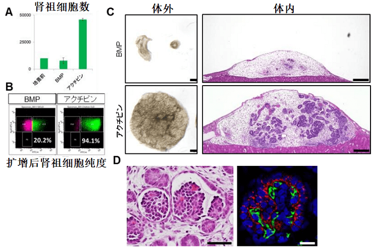 熊本大学篇：肾祖细胞体外快速扩增成功