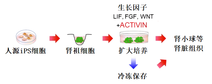 熊本大学篇：肾祖细胞体外快速扩增成功