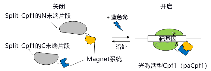 东京大学开发出通过光控制基因组编辑的新技术