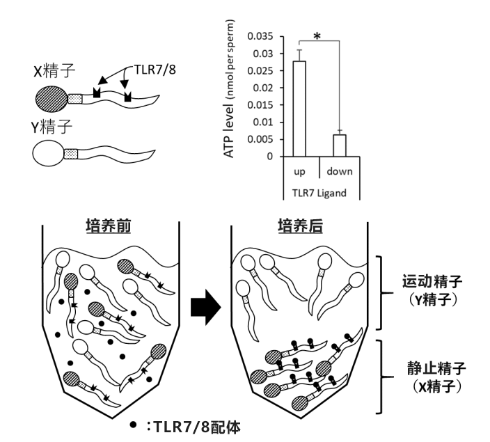 生男生女人为可控?广岛大学发现控制哺乳动物性别的简便方法