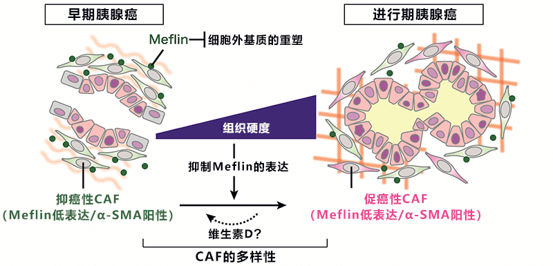 日本发现抑制胰腺癌恶化的新型细胞,有望开发改变癌细胞周围环境的新疗法
