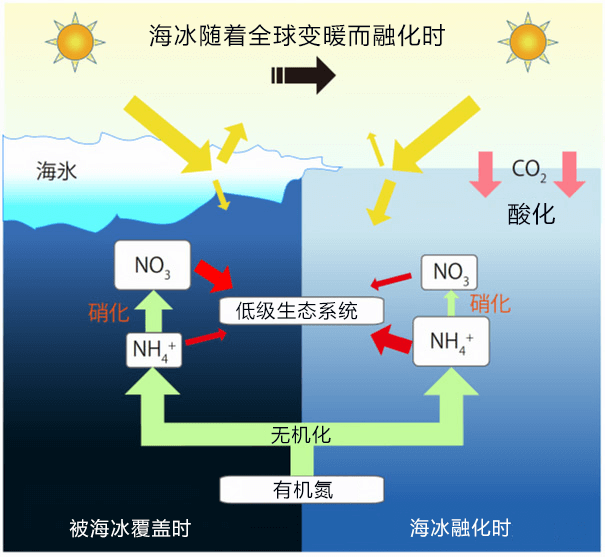 北冰洋海冰减少会导致氮循环改变