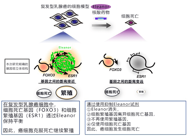 从基因组DNA立体结构发现乳腺癌细胞弱点,为治疗复发型乳腺癌开辟新道路