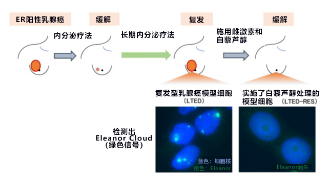 从基因组DNA立体结构发现乳腺癌细胞弱点，为治疗复发型乳腺癌开辟新道路