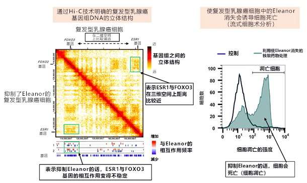 从基因组DNA立体结构发现乳腺癌细胞弱点，为治疗复发型乳腺癌开辟新道路