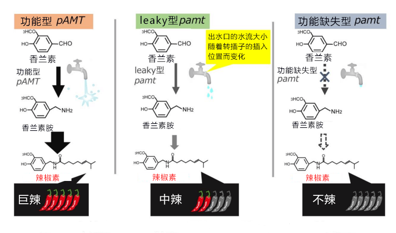 京都大学等发现可改变辣椒辣度的基因突变，可培育不同辣度的辣椒