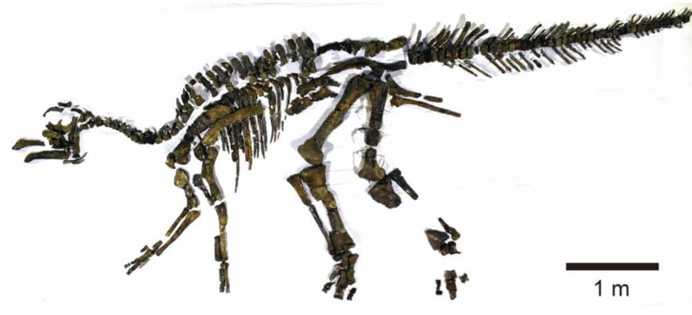 北海道鹉川恐龙被认定为新种，定名 日本神龙