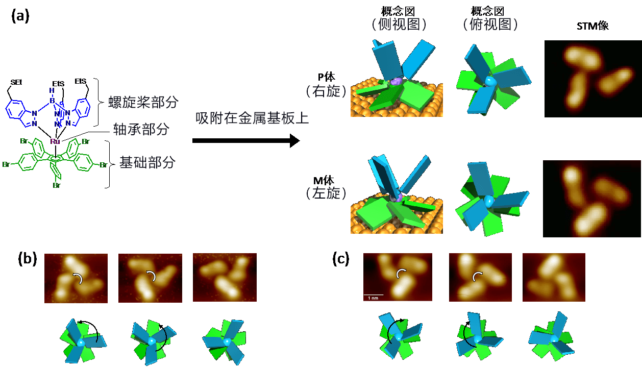 纳米机器实现在望——两个纳米分子齿轮的啮合及旋转传动