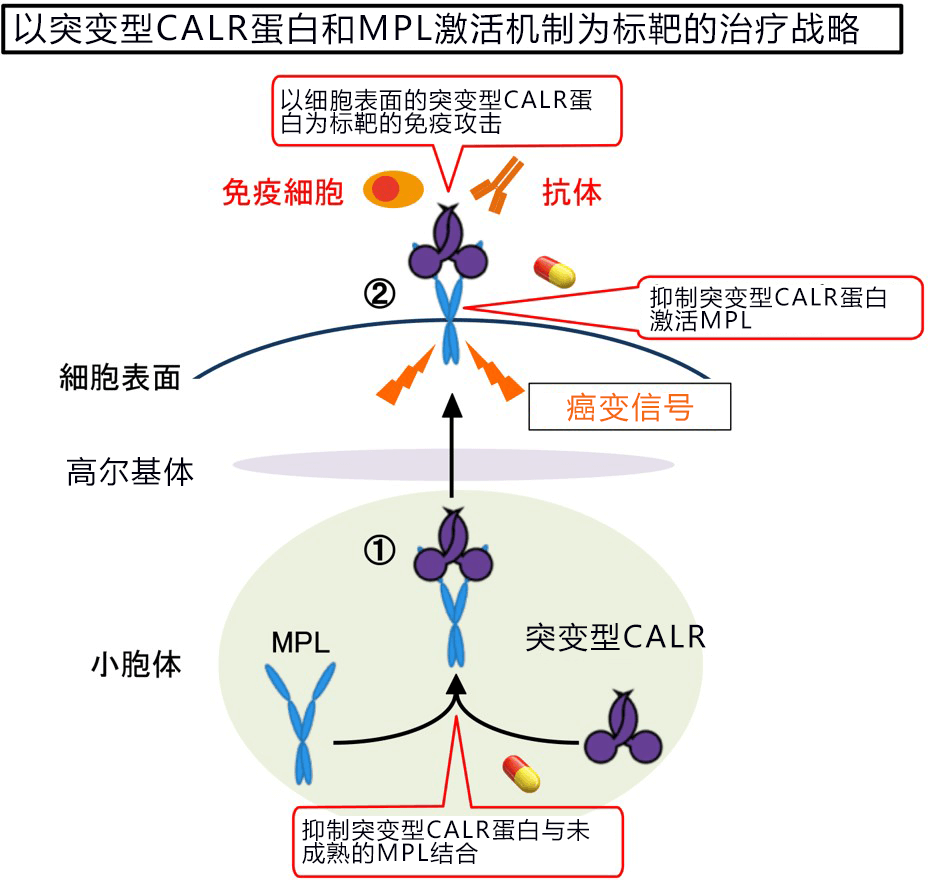 顺天堂大学确定血癌的癌变信号发生位置,有望用来开发骨髓增殖性肿瘤治疗药物