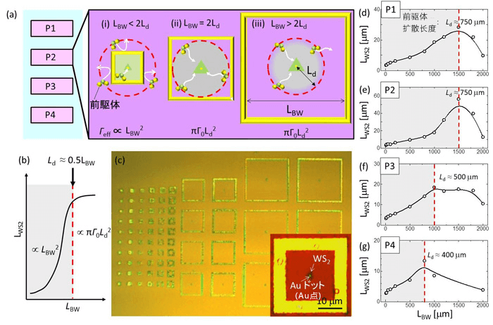 日本查明半导体原子片的新合成机制,有望实现新一代柔性光电子器件