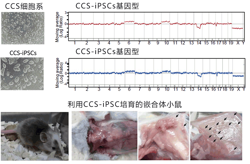 用细胞老化抑制癌变，有望开发新疗法