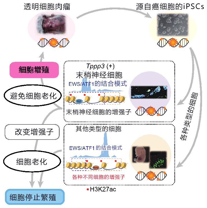 用细胞老化抑制癌变，有望开发新疗法